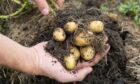 Ever wanted to grow your own tatties? Read on for some top tips. Picture supplied by Shutterstock.