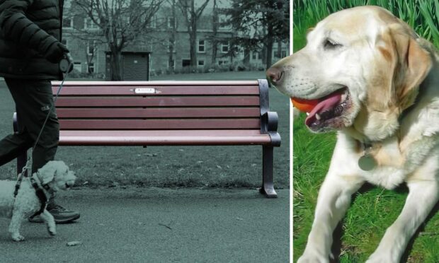 The emotive story behind Victoria Park's 'Lara Bear' memorial bench.