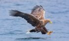 White tailed sea eagle fishing in the sea.