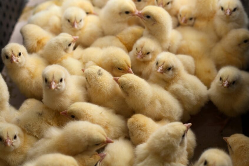 Chicks at FarmStop, Portlethen.
