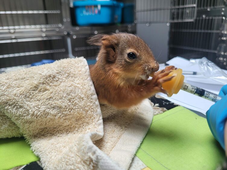 Squirrels in care at New Arc wildlife rescue centre in Aberdeenshire. Image: New Arc.