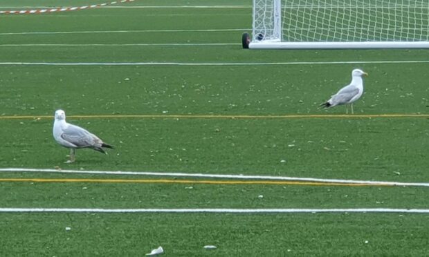 Gulls have been happy to settle on the Lossiemouth High School pitch. Image: David Mackay/DC Thomson
