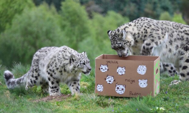 The snow leopard cub trio opening their first birthday present at Highland Wildlife Park.