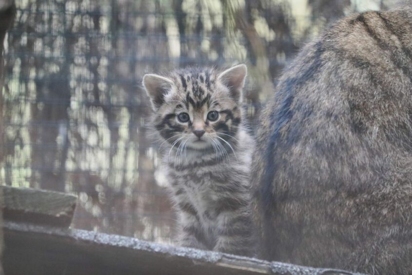 One of the kittens peers out of the enclosures sat beside mum. 