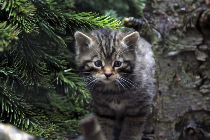 A kitten between the trees at Highland Wildlife Park. 