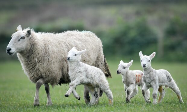 The ewes are hungry and working hard to keep their lambs safe from cunning predators.