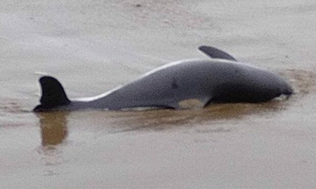 The dolphin was found dead on Aberdeen beach. Image: Tony Mcmanamon.