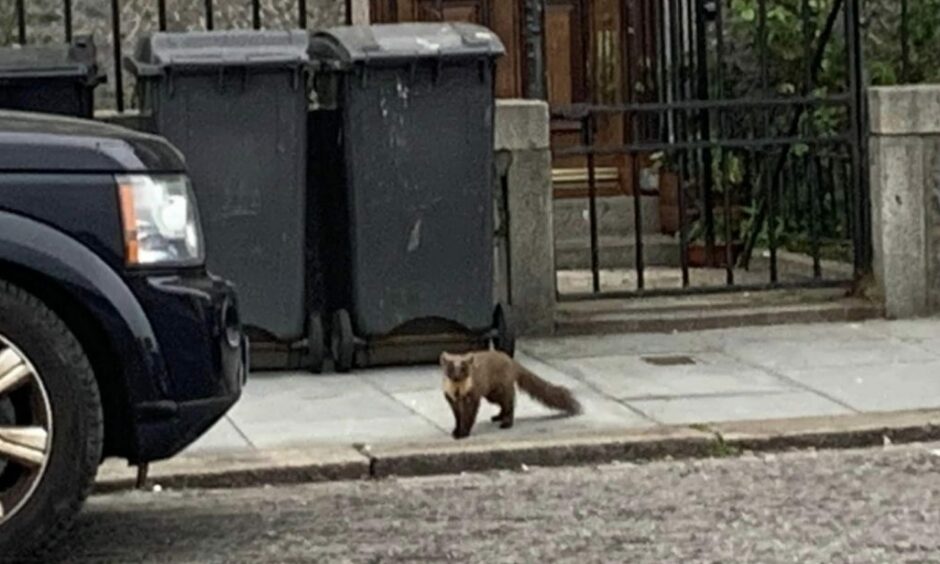 A pine marten walking by the edge of a pavement.