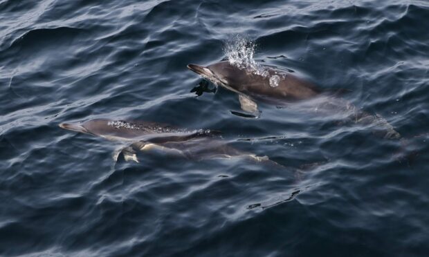A superpod of dolphins was spotted off the coast of Coll. Image: Andy Tait, from the Isle of Mull.