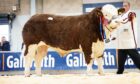 Top price Simmental champion at 16,000gns was Overhill House Neil 22.