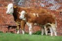 Leading the way at a combined 6,000gns was Wroxall Iona Zilla and her heifer calf Wroxall NII-Zilla. Image: MacGregor Photography