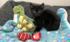 A tiny black kitten with a dinosaur toy on a bright blue blanket.
