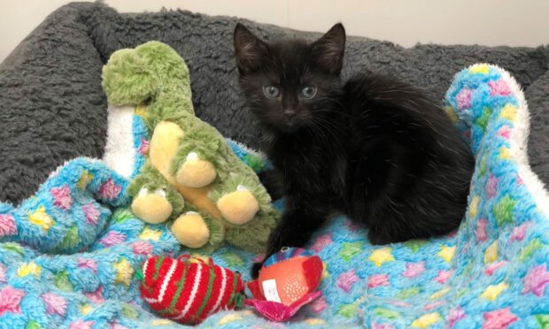 A tiny black kitten with a dinosaur toy on a bright blue blanket.