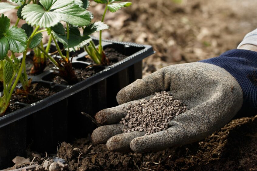 seedlings and earth