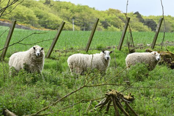Sheep were placed on the stretch of land near River Deveron to tackle the invasion of giant hogweed. Image: Jason Hedges / DC Thomson.