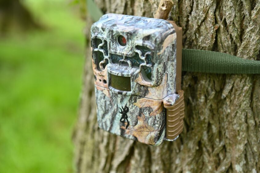 A small wildlife camera strapped to a tree trunk to monitor the progress of the trial.