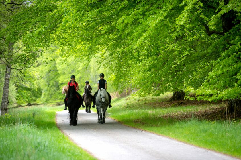Riders trot through the green woodland.
