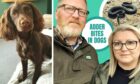 Springer spaniel Ollie with owners Iwona and Lee Beaton.