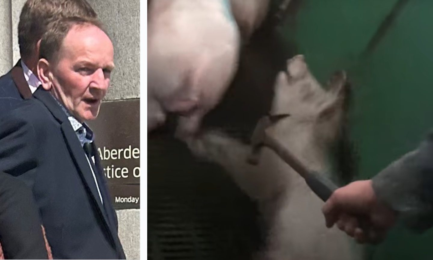 Farmer manager accused of killing pigs with hammer walks free after key video evidence lost