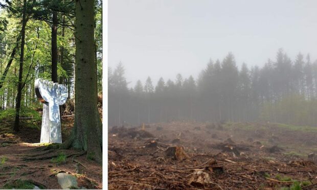 A lot of trees have already been removed from the Aberdeen forest. Image: Mike Simpson.