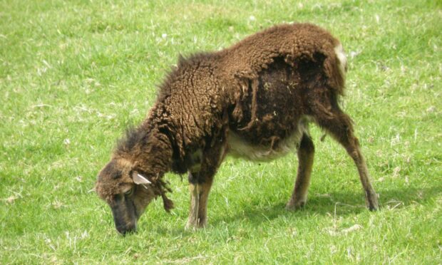 A Soay sheep in poor condition.