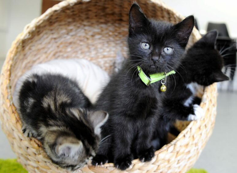 A tiny black kitten with a green collar looking at the camera in a basket with two other kittens. 