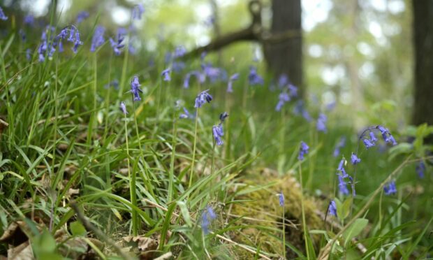 Bluebells in bloom at Dunain Woods, Inverness.Image 
Sandy McCook/DC Thomson