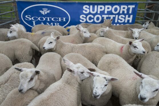 The MENA is an increasing importer of UK lamb.