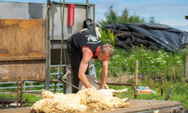 British Wool has blamed high energy costs for the drop in payment. Image: Steve MacDougall/DCT Media