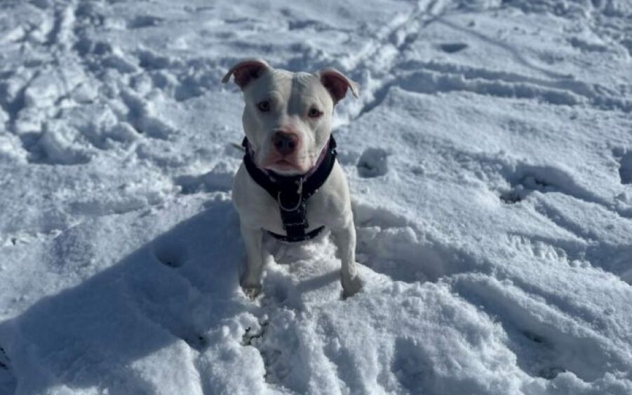 Stella the white American bulldog sitting in the snow. 