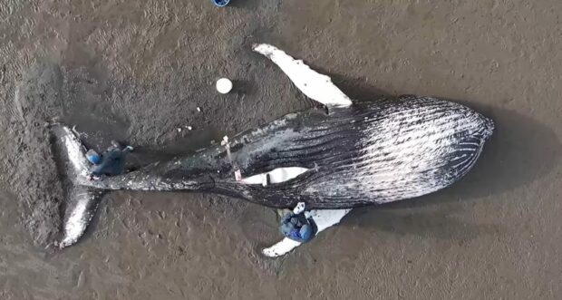 A humpback whale on the sands of Loch Fleet, Sutherland.