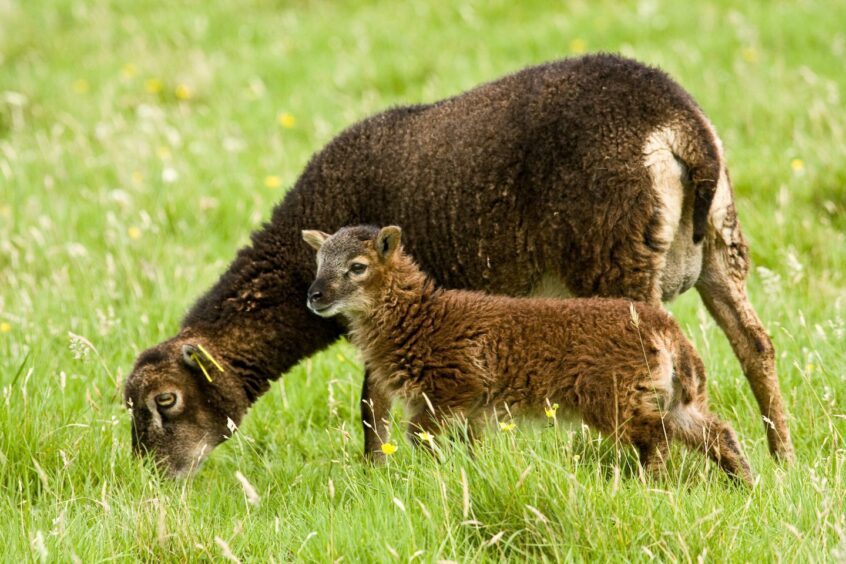 A brown Soay sheep and its lamb stand grazing.
