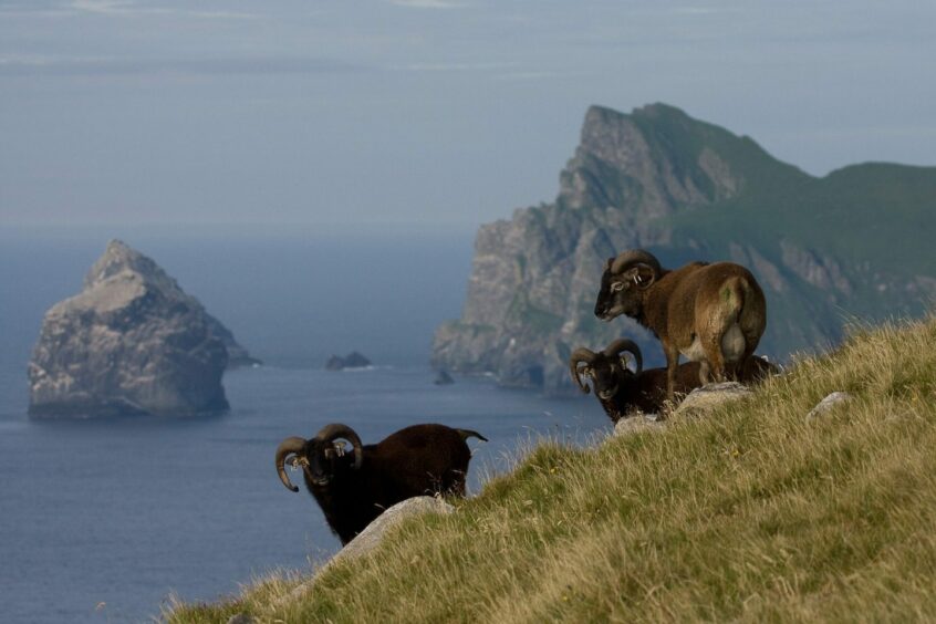 Soay sheep on St Kilda, with the sea in the background.