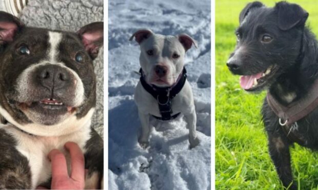 Three images side by side of dogs Bow, a Staffordshire terrier, Stella, an American bulldog and Twiglet, a Patterdale terrier.