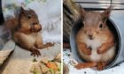 Young squirrels currently in the care of New Arc Wildlife Rescue, based in Aberdeenshire north of Ellon. Image: New Arc.