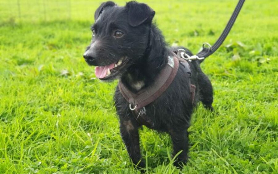 Twiglet the black Patterdale terrier standing on the grass.