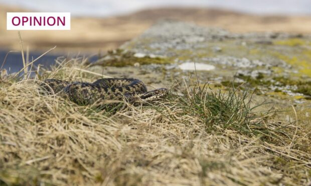 Adders have effective natural camouflage and aren't easy to spot (Image: Carl Mckie/Shutterstock)