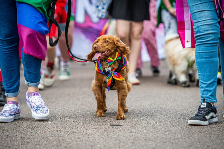 Dog in a rainbow bowtie and bandanna.