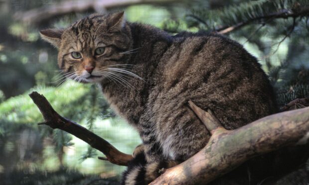 Wildcat (felix sylvestris) at the RZSS Highland Wildlife Park. Image: Lorne Gill/NatureScot.