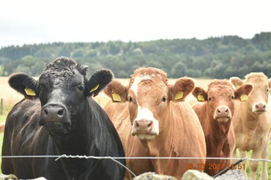 Cows on farm.