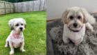 Pictures of a small dog named Bentley. There are two pictures of the dog, one in a garden, and one of him inside a house. He looks as though his skin is red in the first picture with irritated skin.