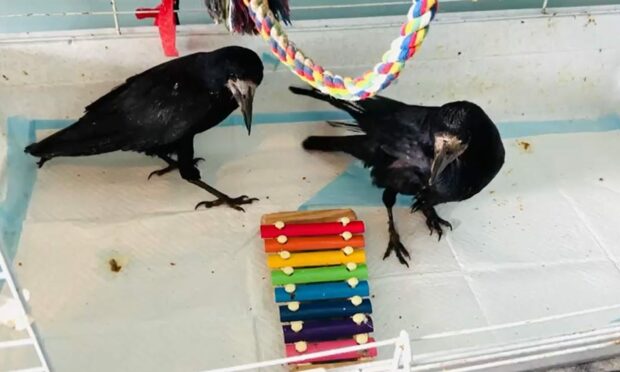 A couple of crows at the Blue Highland rescue centre preparing to play a xylophone. Image: Blue Highlands