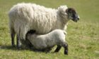 TREATMENT: Early action is the best way to prevent strikes on ewes and lambs.