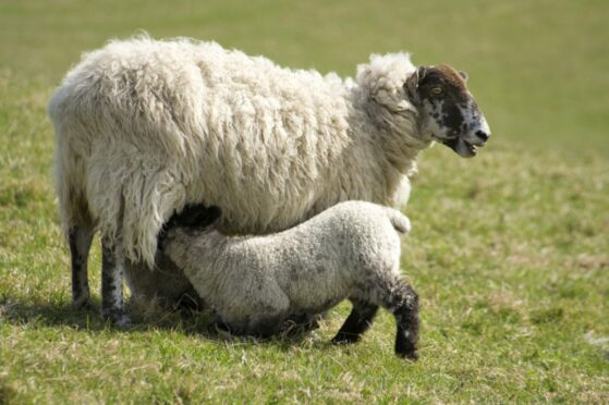 TREATMENT: Early action is the best way to prevent strikes on ewes and lambs.