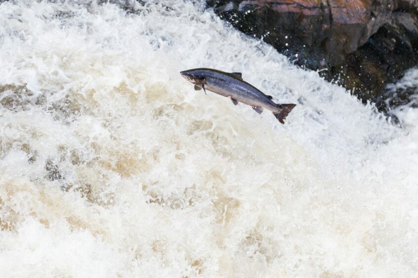 Salmon jumping in a river. 
