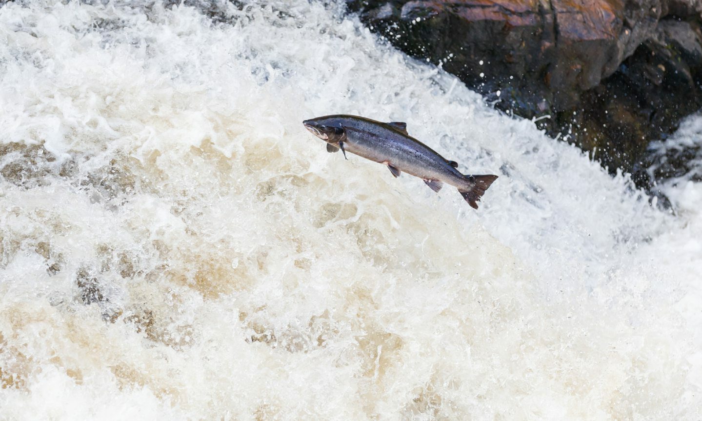 Salmon leaping from fast-flowing river. 