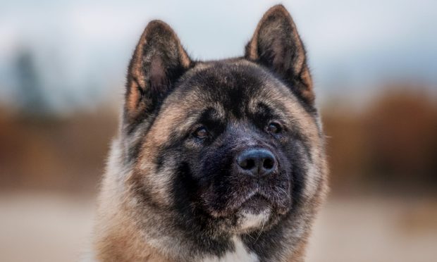 An American Akita - the breed of dog which bit the man's hand. Image: Shutterstock