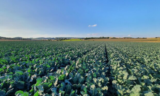 Pease Bay Farms will grow brassica crops across more than 1,000 acres of prime Scottish agricultural land.