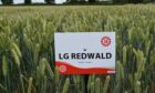 LG Redwald has shown consistently high yield potential in both internal and external trials across regions and difficult growing seasons.