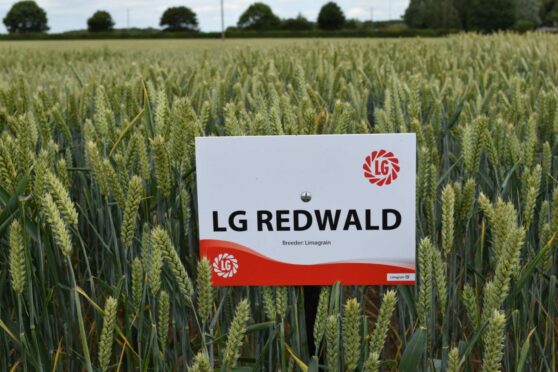LG Redwald has shown consistently high yield potential in both internal and external trials across regions and difficult growing seasons.